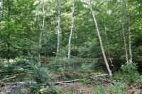 Herrenwald Stadtallendorf